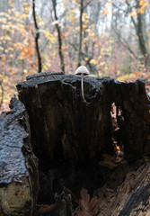  mushrooms in the palm forest