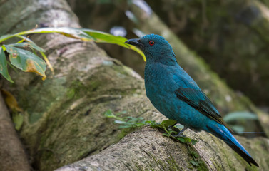 Asian Fairy Bluebird on branch in nature.