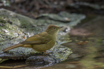 Striped Tit Babbler Standing beside the pond in nature.