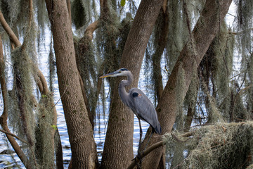 great blue heron