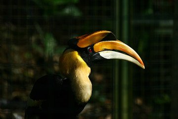 rhinoceros hornbill in captivity, Kuala Lumpur Bird Park