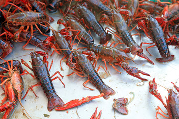 Fresh crayfish on the market