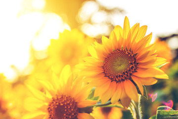 Fototapeta premium Blooming sunflowers in the summer field and light sunset and color warm.
