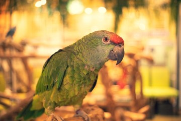 ​アカビタイムラサキボウシインコちゃん