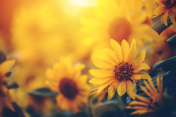 Blooming sunflowers in the summer field and light sunset and color warm.