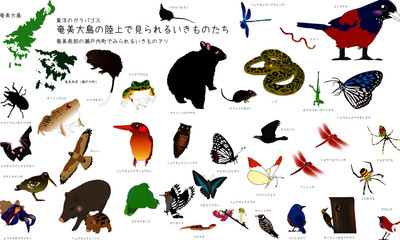 東洋のガラパゴス奄美大島の動物セット
