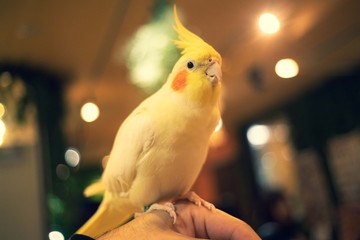 オカメインコちゃん