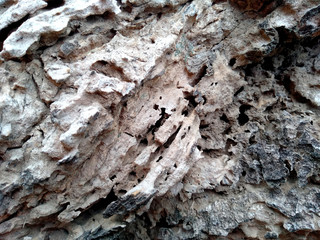 Old wood texture. The problem of termites eating trees. Wooden texture background with termite holes. Wood is eaten by ants or termites. Ants make nests in tree.