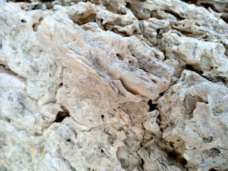 Old wood texture. The problem of termites eating trees. Wooden texture background with termite holes. Wood is eaten by ants or termites. Ants make nests in tree.