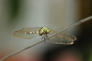 beautiful dragonfly sits in the branch