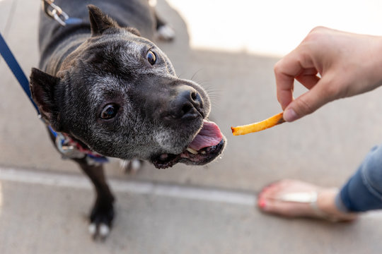 A senior pit bull about to eat a french fry