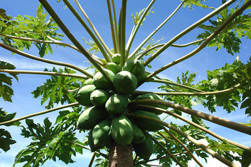 papaya © Ilton Rogerio