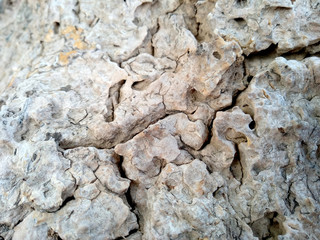 Old wood texture. The problem of termites eating trees. Wooden texture background with termite holes. Wood is eaten by ants or termites. Ants make nests in tree.