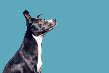 A mongrel dog is looking up. Dog on a blue / green background. Place for text or product.