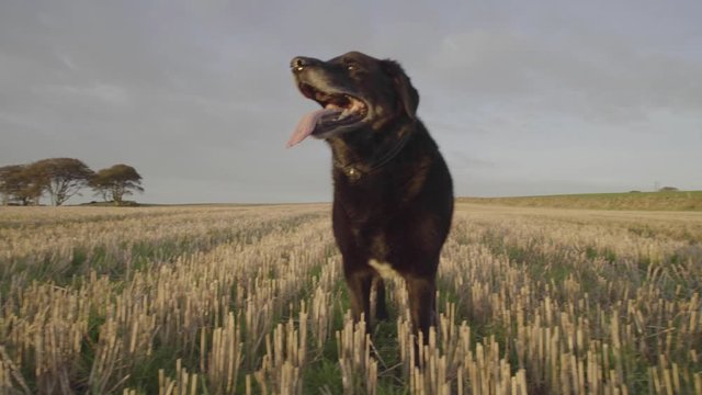 A happy black Labrador dog fetches a stick in a freshly cut golden field. The dog drops the stick at the camera and looks off to the distance with his tongue hanging out panting.