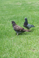 Two pigeons on lawn green grass in park.