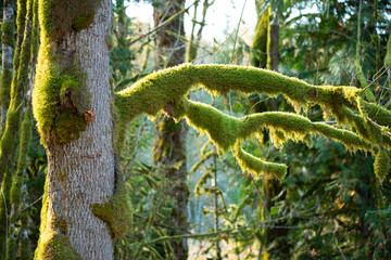 trees covered in moss