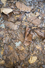 A pile of dry leaves background