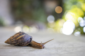 Snail close corner picture Natural bokeh