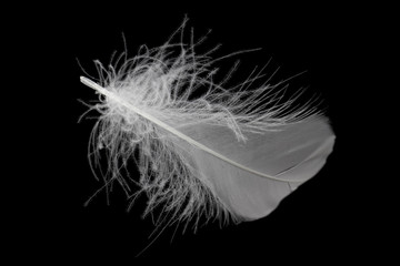 Soft single white feather isolated on black background