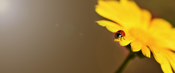 Banner. Ladybug. One red ladybug sits on the edge of a yellow flower on sunny days. Horizontal...