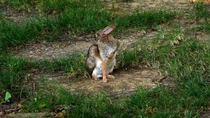 rabbit