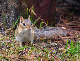 Alert - Chipmunk