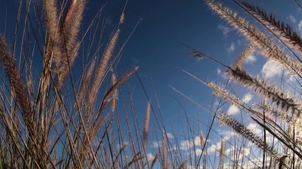 grass and sky