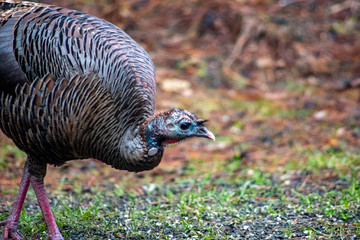 Colorful wild turkey