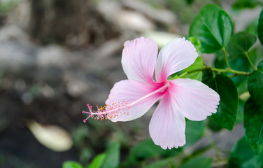 flower in garden