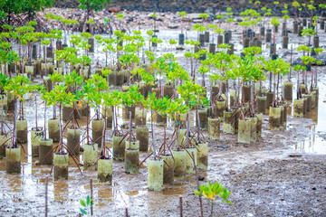 Mangrove plant forest implant at sea beach.