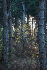  Yellow trees in the forest