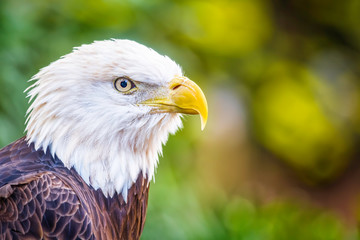 bald eagle