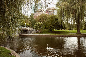 Swan on a pond at Boston Public Garden in the Back Bay neighborhood of Boston, Massachusetts.