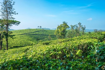 Fototapeta na wymiar Tea production is a major industry in India. These are the beautiful rolling hills of a tea plantation located in the high elevation region of Munnar in Kerala state, south India.