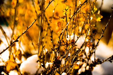 autumn leaves on tree