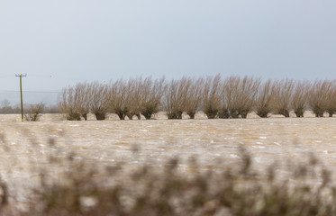 Winter floods, Somerset Levels, England, UK