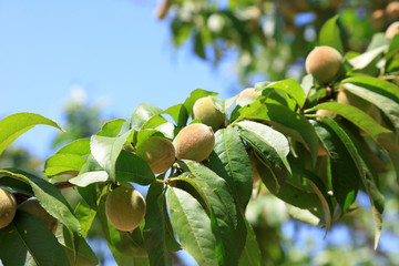 wild peach on the branch