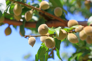 wild peach on the branch