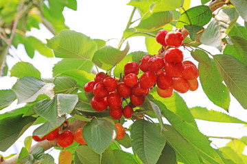 American Cherry on the Branch