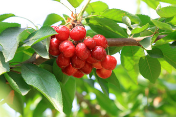 American Cherry on the Branch