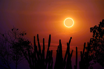 amazing phenomenon total sun eclipse over silhouette cactus and desert tree sunset sky