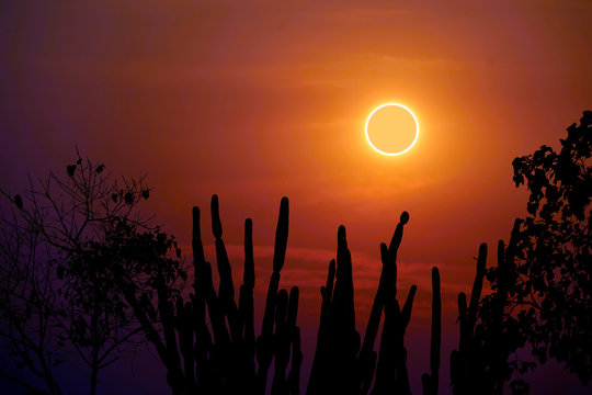 amazing phenomenon total sun eclipse over silhouette cactus and desert tree sunset sky