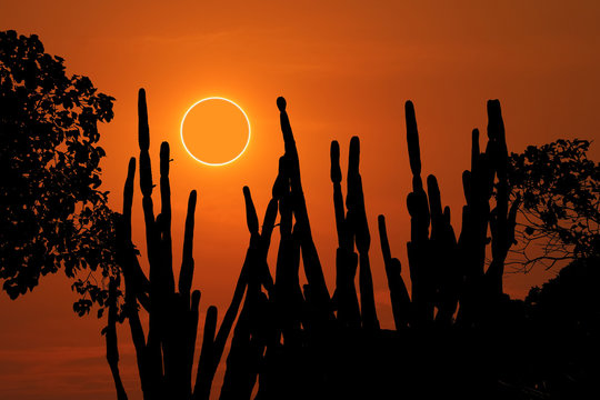 amazing phenomenon total sun eclipse over silhouette cactus and desert tree sunset sky