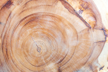 Wooden cut big tree stump for background texture detail.