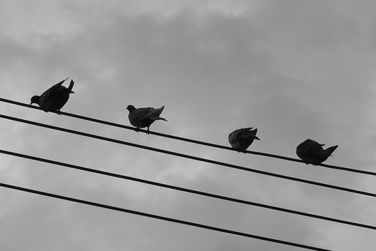 Flock of birds like to hang on electric poles. Wait to eat..