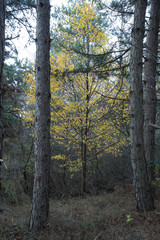 Yellow trees in the forest