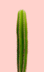 isolated Cactus Fashion. Art Design Minimal Stillife. Vanilla Trendy Purple Blue Color background