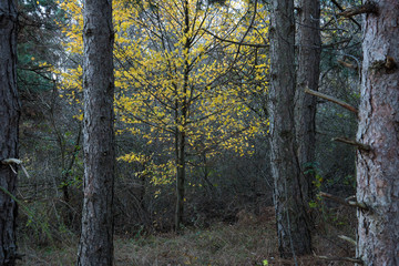 Naklejka premium Yellow trees in the forest