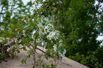 Fototapeta na wymiar Blossoming branch of apple tree on the sand.